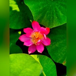 Meet your Posher, Carole